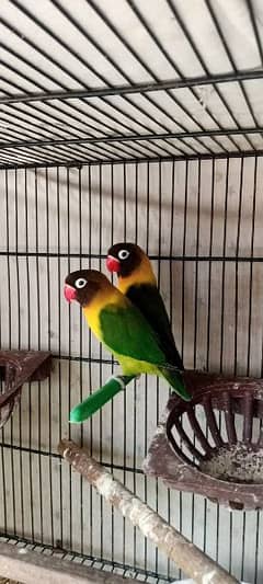 love birds for sale