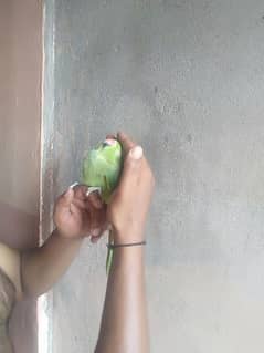 talking parrot