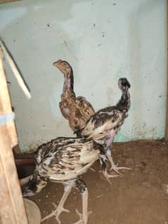 3 male chicks for sale mia wali or lassani KY cross ma  03164396488