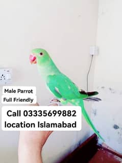 Male Parrot 4500 Hand Tamed Full Friendly Green Ring Neck Jumbo Size