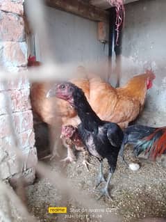 Pure aseel chicks hens mix aseel golden buff