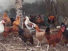 Aseel Chicks, Pathay pathiya and Hens