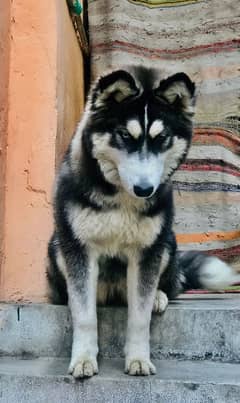 Husky female wolly coat odd eyes breeder female