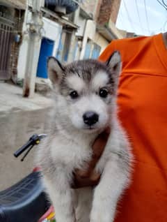 Alaskan malamute not husky