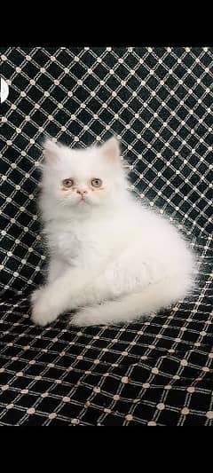 Persian cat / Persian kittens / triple coated /punch face / peki face