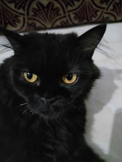Trained black Persian female cat