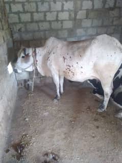 cow for sale wtsap 03015821413