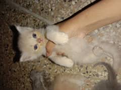 Persian cat beauty full