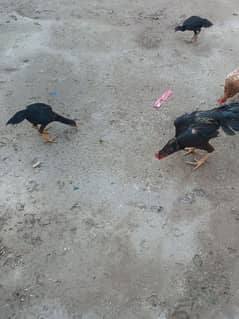 black aseel murga for sale