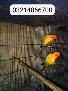 SUN CONURE PAIR