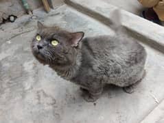 heavy bhalo persian male and female(03246144694)