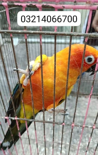 Sun conure adult male for sale 1