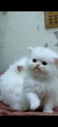 KITTENS PERSIAN PUNCH FACE 0