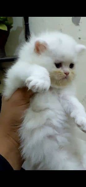 KITTENS PERSIAN PUNCH FACE 2