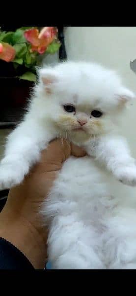 KITTENS PERSIAN PUNCH FACE 3