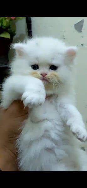 KITTENS PERSIAN PUNCH FACE 4