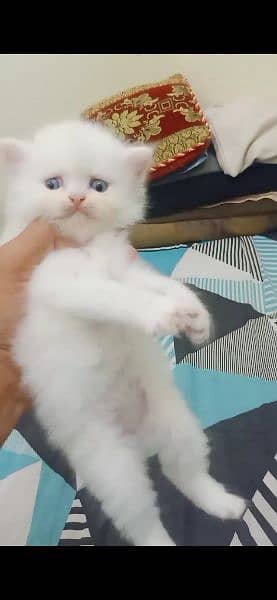 KITTENS PERSIAN PUNCH FACE 6