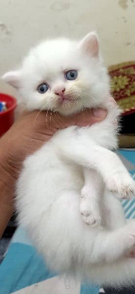 KITTENS PERSIAN PUNCH FACE 7