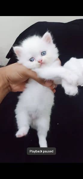 KITTENS PERSIAN PUNCH FACE 9