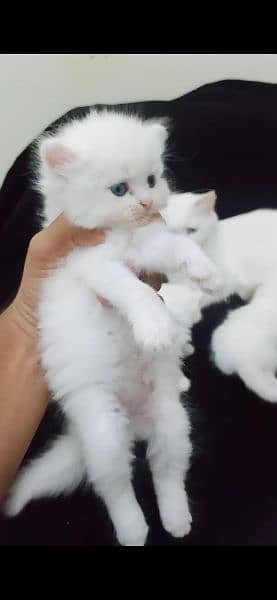 KITTENS PERSIAN PUNCH FACE 11