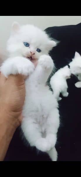 KITTENS PERSIAN PUNCH FACE 12