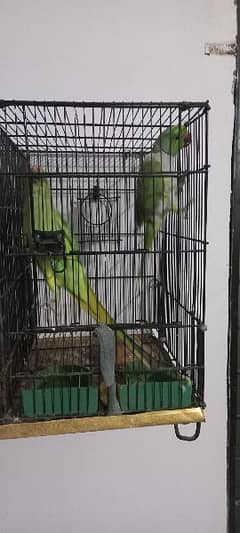 lovebird parrot for sale