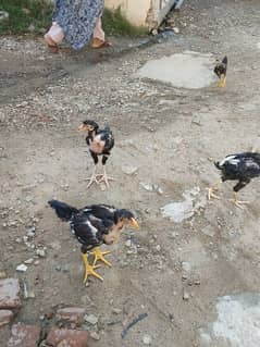 Aseel chiks for sale