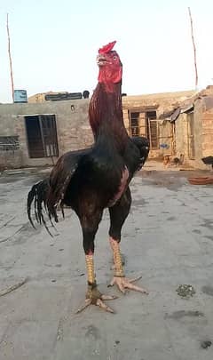 piyour meyawali k chick Available