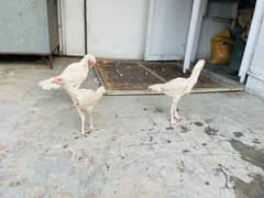 Aseel Heera 2 Male & 1 female