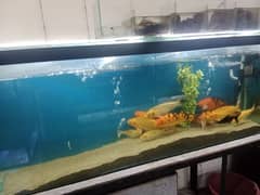 Fish Aquarium large