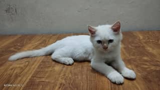 beautiful persion cat for sale