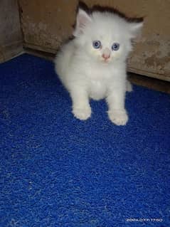 white persian kittens