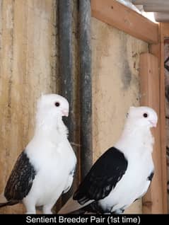 Fancy Pigeons for Sale