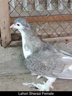 Fancy Pigeons for Sale