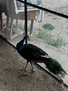 Blue Morr Peacocks