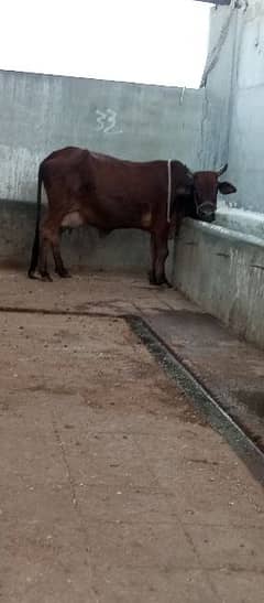 cow for sale milk 8 kg din ka meat weight 5 man