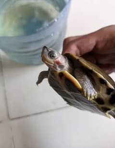 turtle healthy and active for sale