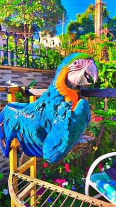 Blue & gold macaw 6 month fully vaccinated