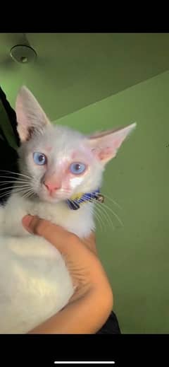 persian white colour double coat male kitten