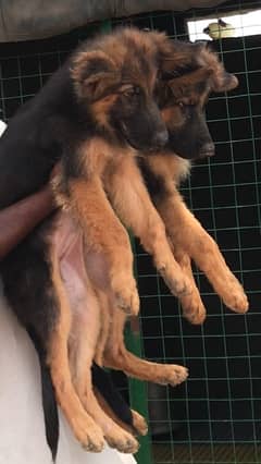 Long Coat German Shepherd Male Puppies