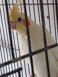 cockatiel