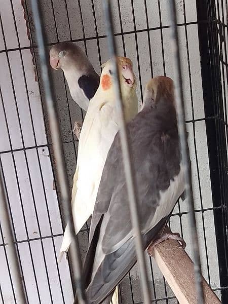 cockatiel for sale pair 3