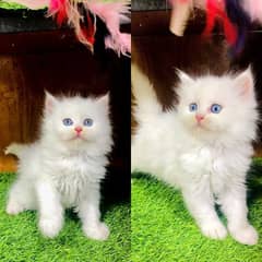 persian triple coated blue eyes kitten