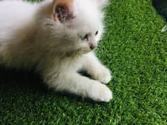 urgent sale male cats age 4 month white/golden clr