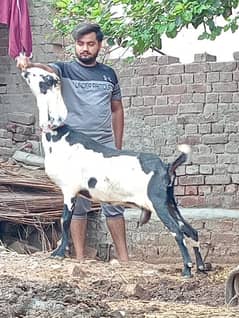 Urgent Gabban Bakri Sale