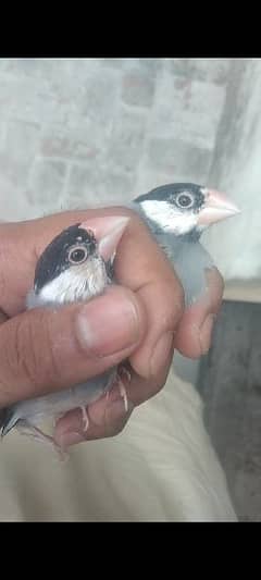 Java birds age 6 month hain par piece 3000 hain lahore railway station