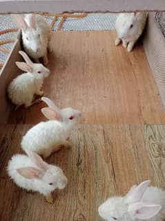 Rabbits Family    With Rabbits cage