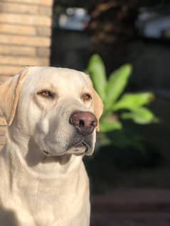 Pure Army Labrador for Mating!