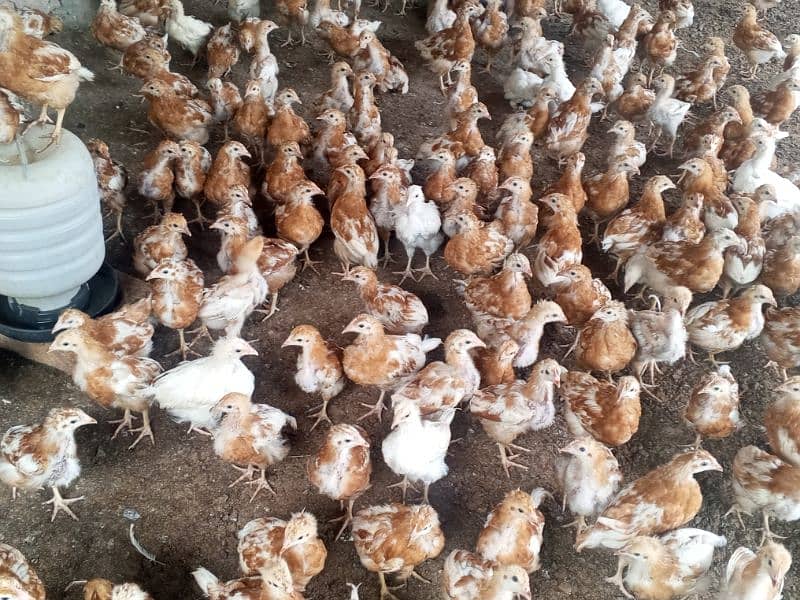 Bovans Brown Chicks for sale 0