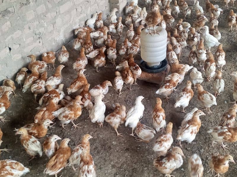 Bovans Brown Chicks for sale 2